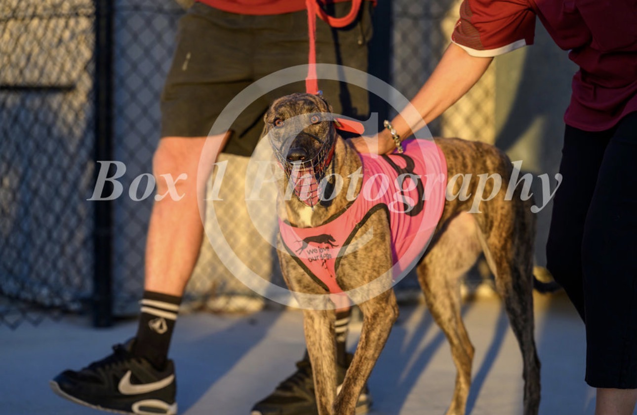 Greyhound with connections