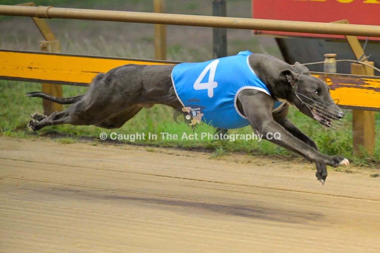 Greyhound racing in red number one rug