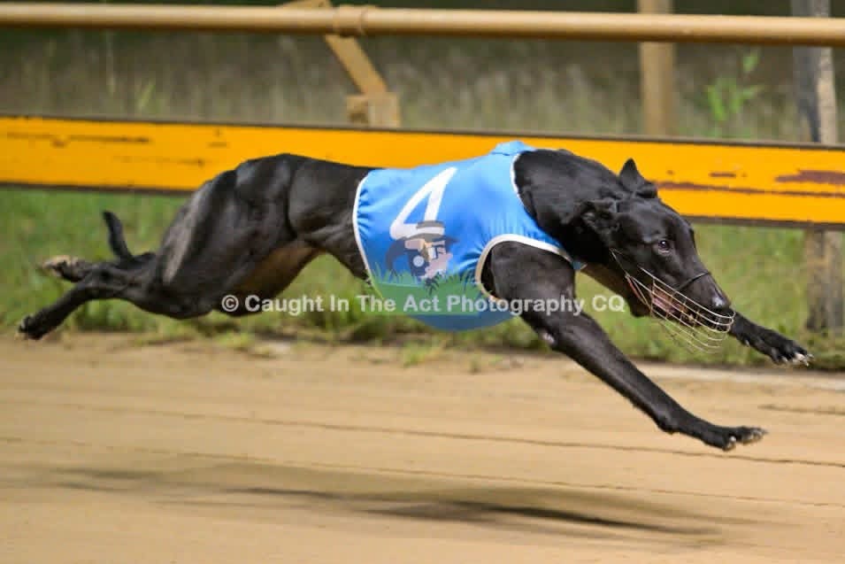 Greyhound racing in striped number two rug