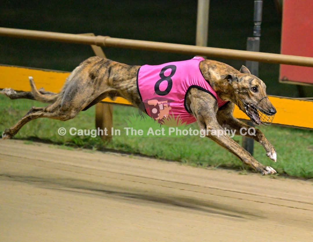 Greyhound racing in pink number eight rug